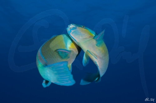Dancing parrotfishes